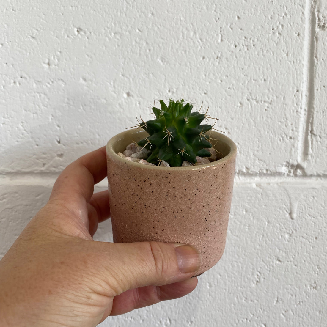 Cactus in Capri Pot