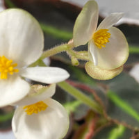 Begonia listada | The Striped Begonia