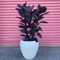 Ficus Burgundy + terrazzo tall egg pot