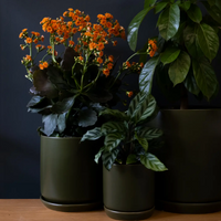 Oslo Planter | Mini | Avocado | Potted