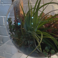 20cm Hanging Terrarium
