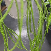 Rhipsalis + Lepismium | premium range