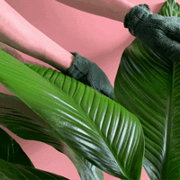 WE THE WILD Leaf Cleaning Microfibre Gloves
