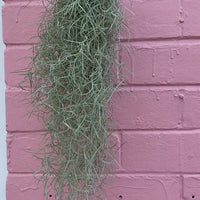 Old Man’s Whiskers - Tillandsia usneoides