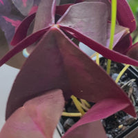 Oxalis triangularis | Purple Shamrock