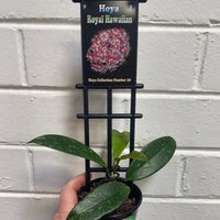 Assorted 8cm Hoya
