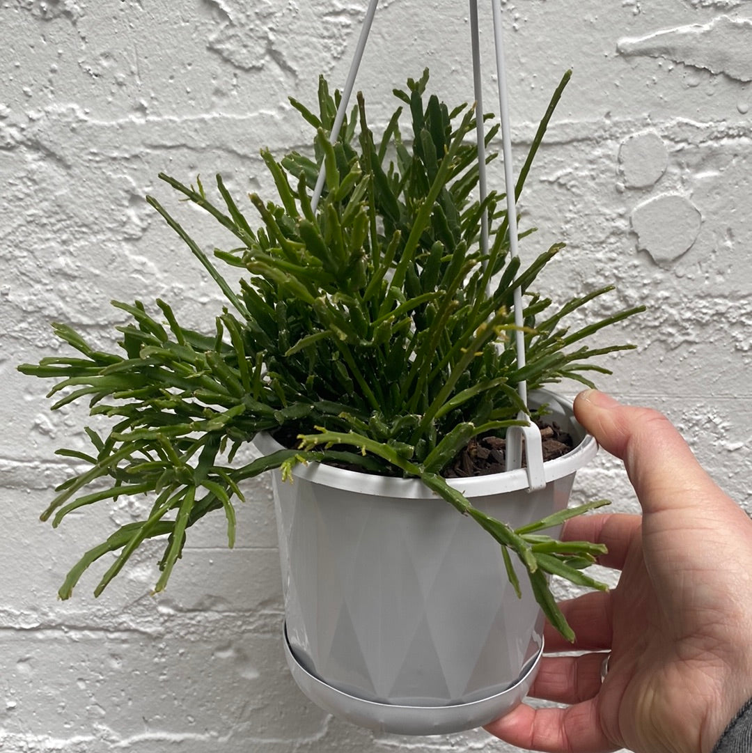 Rhipsalis + Lepismeum