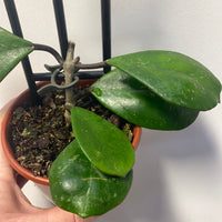 Assorted 10cm Hoya