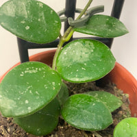 Assorted 10cm Hoya