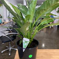 Spathiphyllum Domino