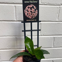 Assorted 8cm Hoya