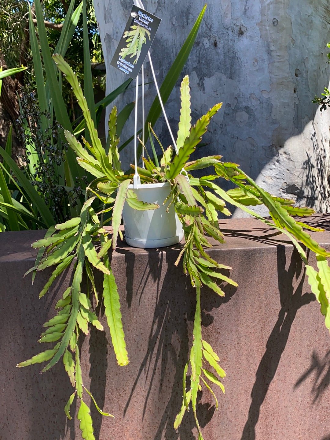 Rhipsalis + Lepismium | premium range