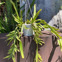 Rhipsalis + Lepismium | premium range