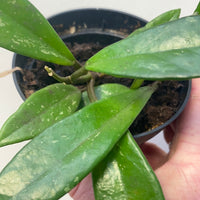 Assorted 10cm Hoya