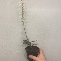 Ludisia discolor | Jewel Orchid
