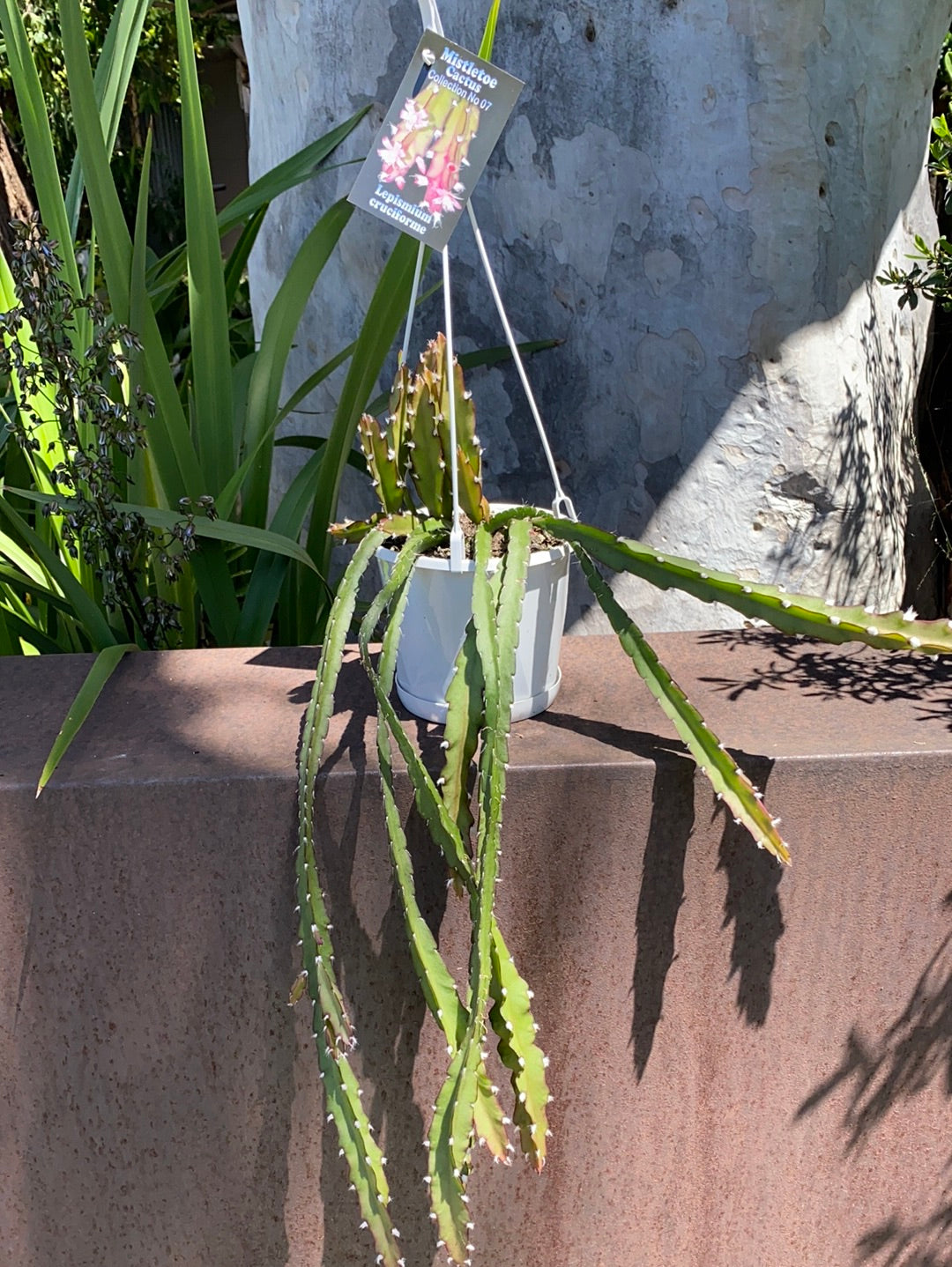 Rhipsalis + Lepismium | premium range