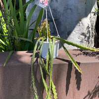 Rhipsalis + Lepismium | premium range