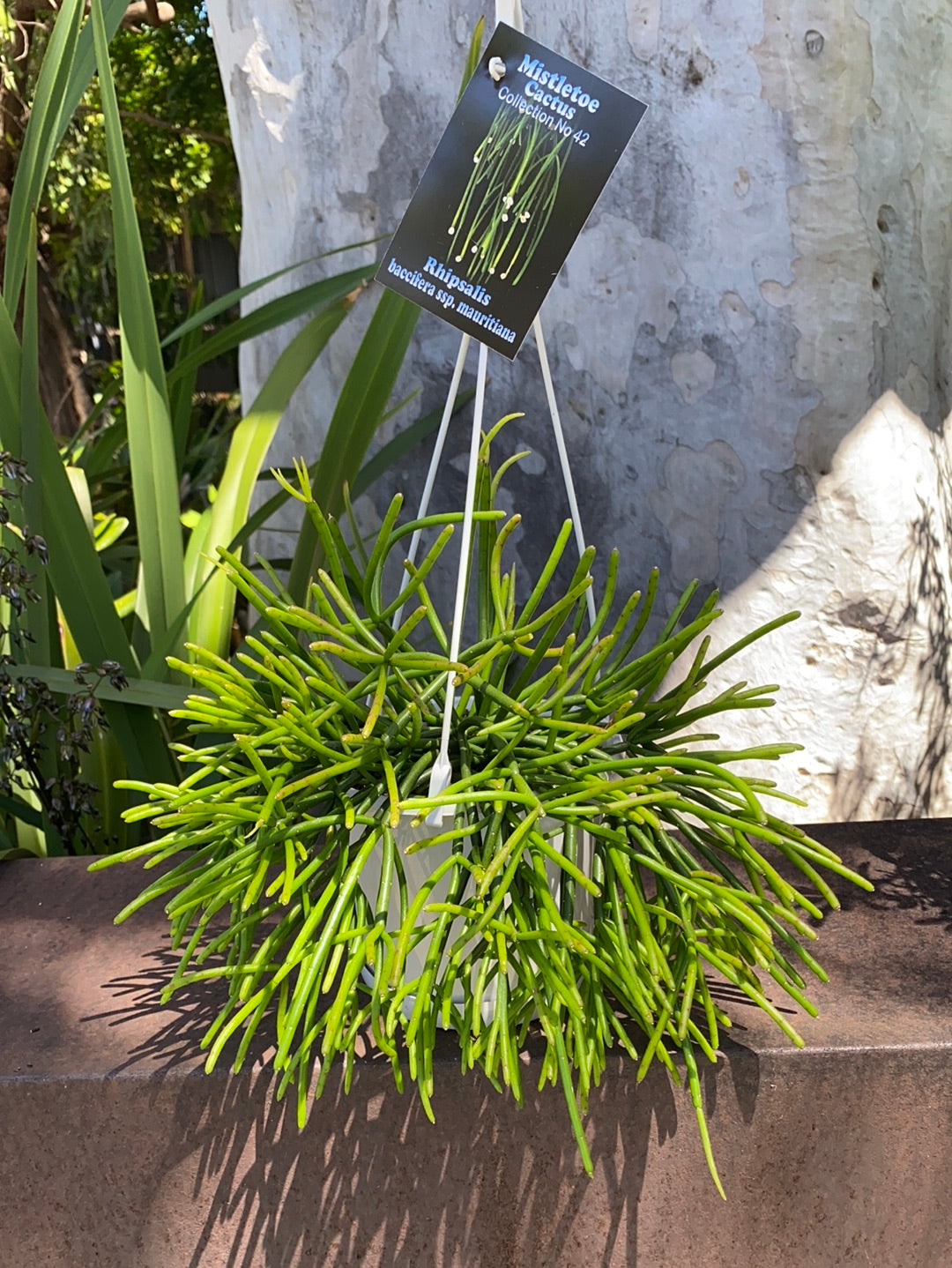 Rhipsalis + Lepismeum
