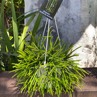Rhipsalis + Lepismeum