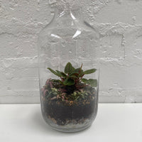 Hamia Capsule Terrarium | 13cm x 25cm
