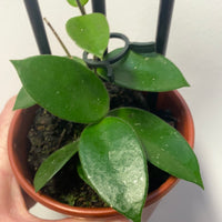 Assorted 10cm Hoya