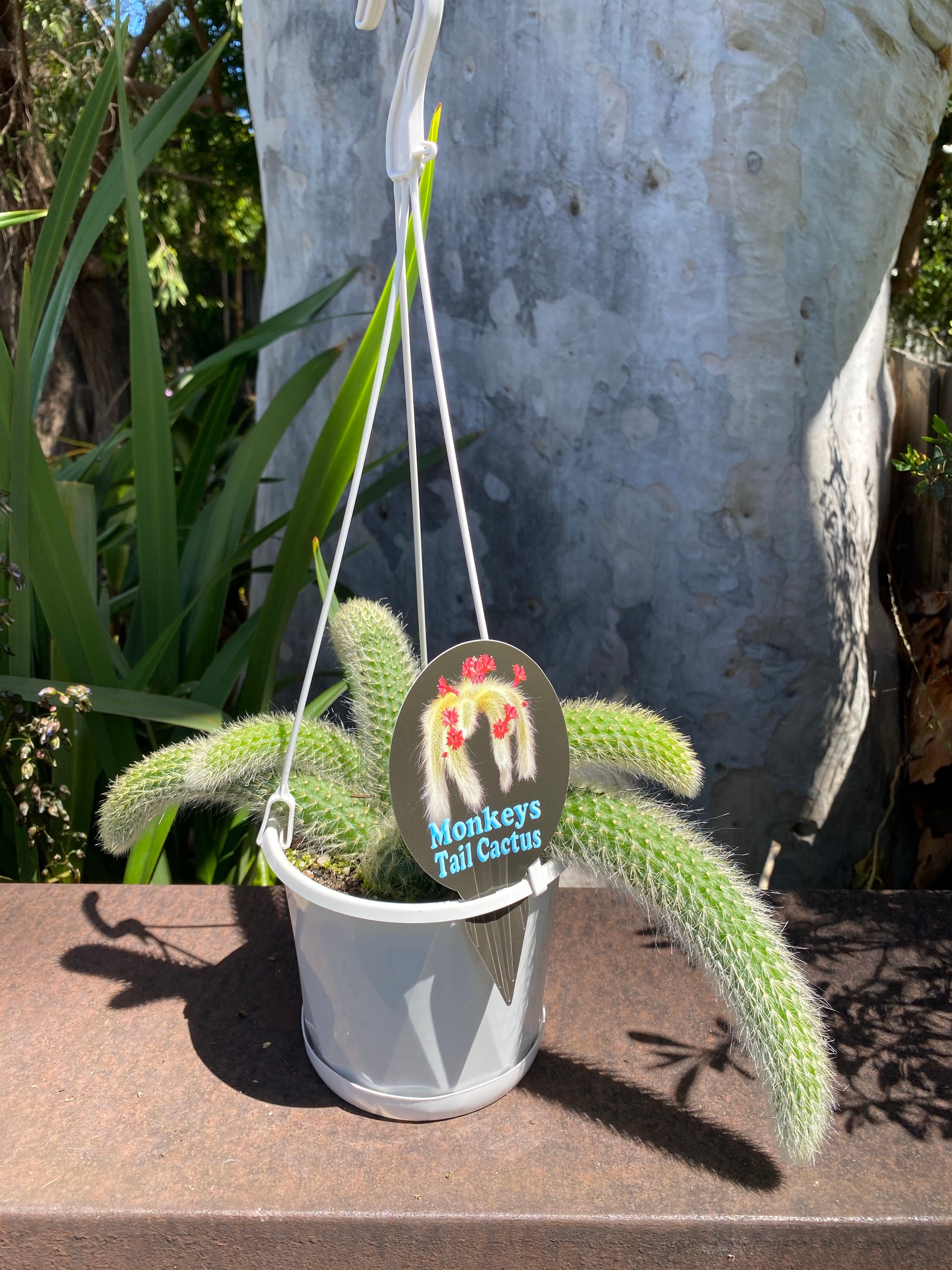 Monkeys Tail Cactus