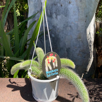 Monkeys Tail Cactus | Cleistocactus colademonis