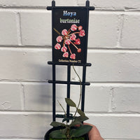 Assorted 8cm Hoya