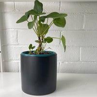 Pilea peperomiodes + cylinder pot combo