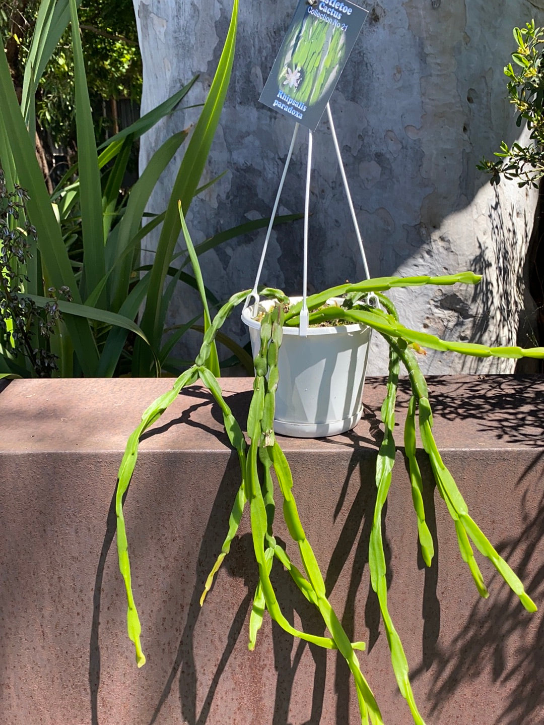 Rhipsalis + Lepismium | premium range