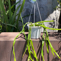 Rhipsalis + Lepismium | premium range