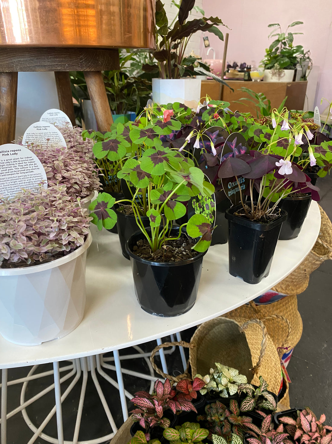 Oxalis triangularis | Purple Shamrock
