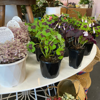 Oxalis triangularis | Purple Shamrock