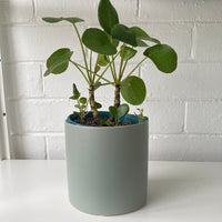 Pilea peperomiodes + cylinder pot combo