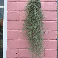 Old Man’s Whiskers - Tillandsia usneoides