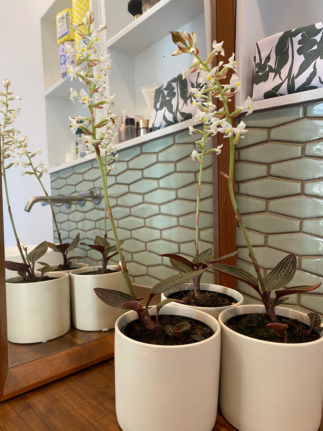 Ludisia discolor | Jewel Orchid