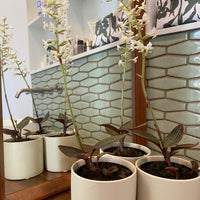Ludisia discolor | Jewel Orchid