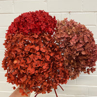 Preserved Hydrangea | stem