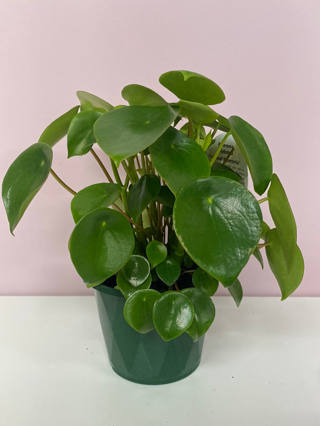 Peperomia polybotrya