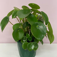 Peperomia polybotrya