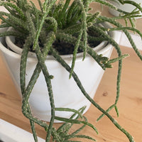 Rhipsalis horrida