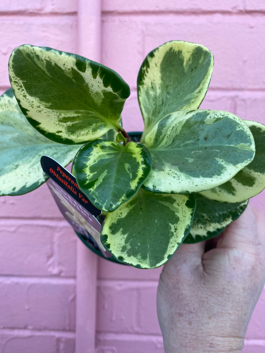 Peperomia obtusifolia