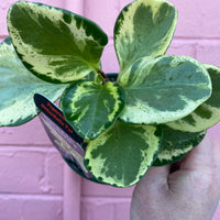Peperomia obtusifolia