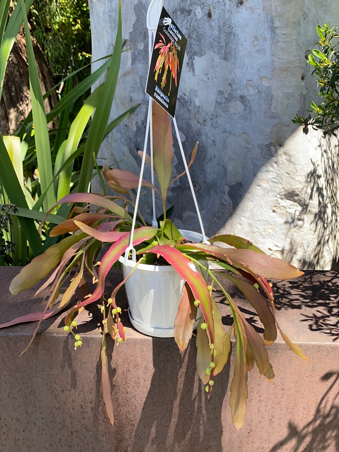 Rhipsalis + Lepismeum