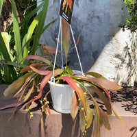 Rhipsalis + Lepismeum