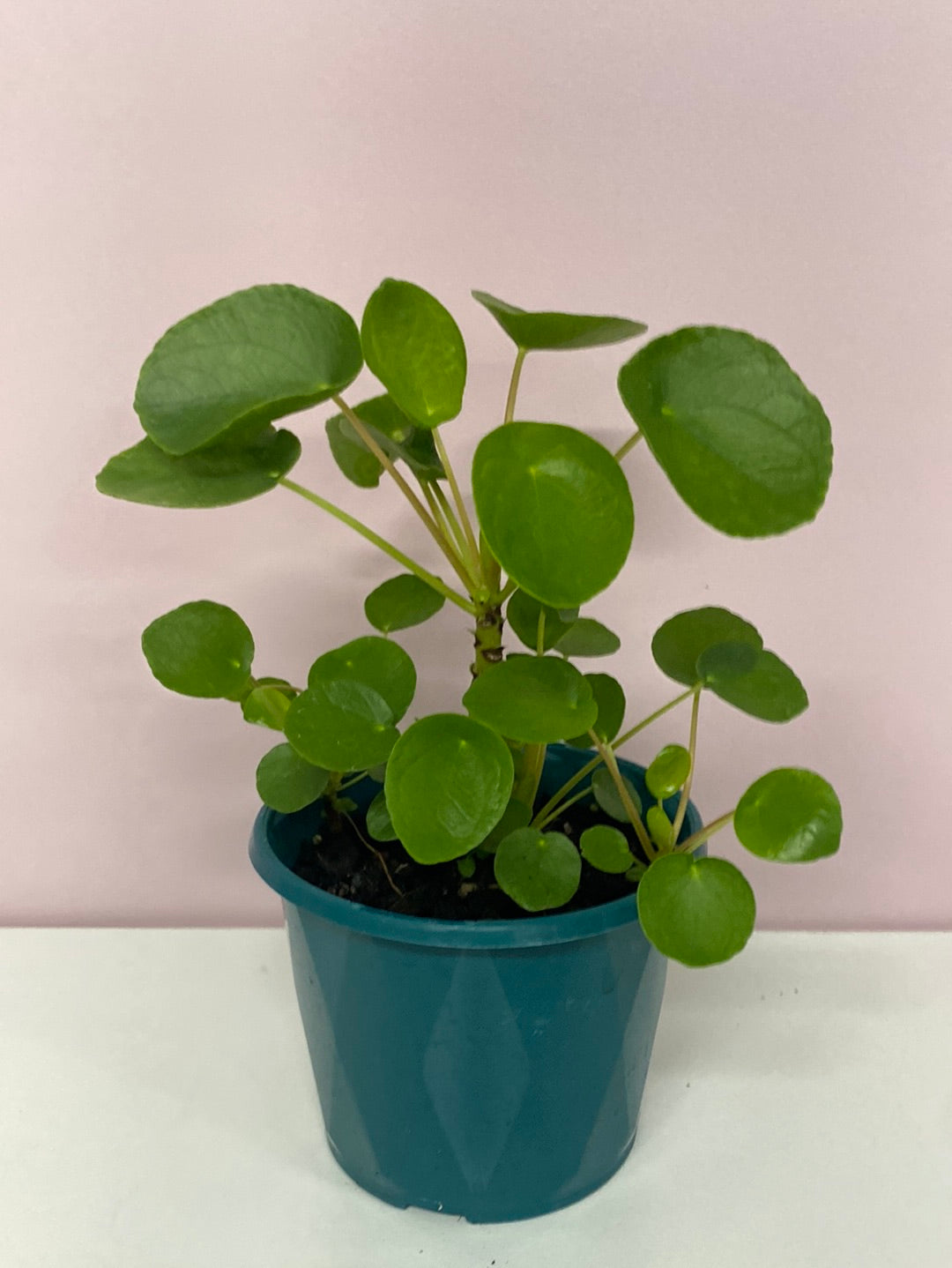 Pilea peperomiodes 12cm pot