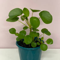 Pilea peperomiodes 12cm pot