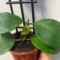 Assorted 10cm Hoya