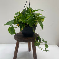 Epipremnum aureum | Devil's Ivy
