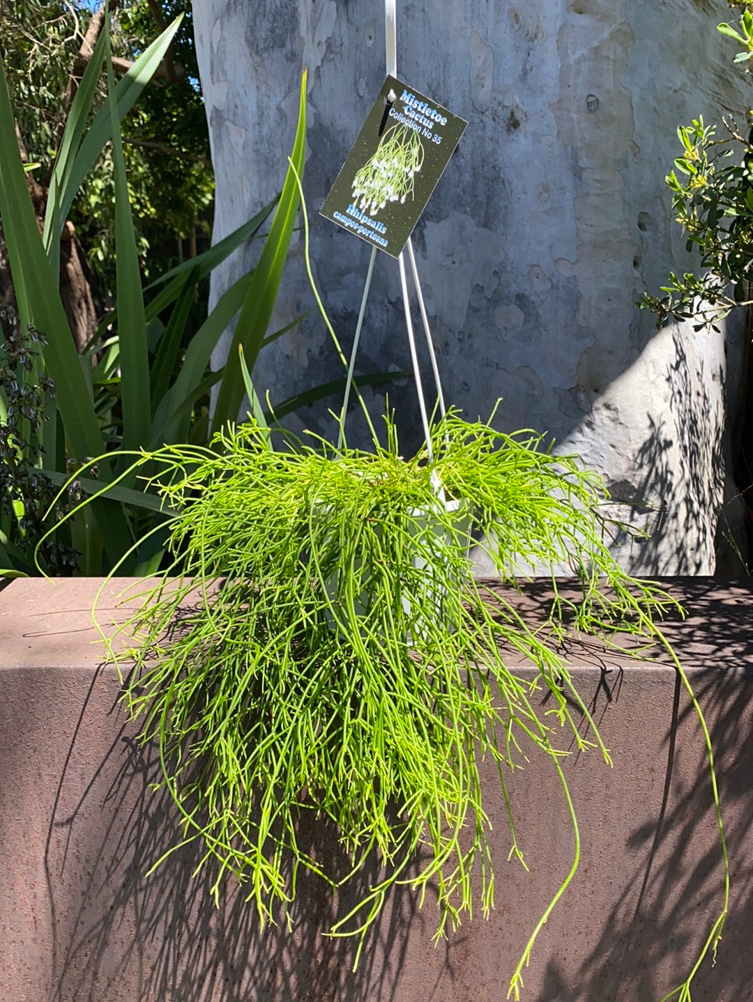 Rhipsalis + Lepismium | premium range